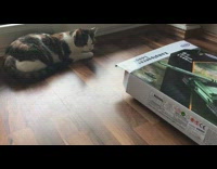 Cat hides inside toy box 