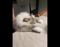 Grey cat stare at gecko inside jar
