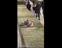 Pigeon pecks at pink card on ledge