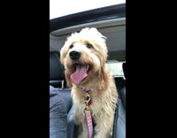 Happy golden dog sticks out tongue 