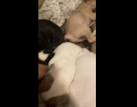 Swarm of Puppies Snuggles with Lady on Floor