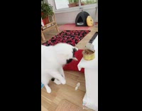 Black white cat knocks spoon tuna can 
