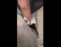 Cat pushed around couch like a car 