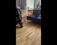 Collab PubityPets - Black cat play fetch candy with man