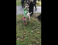 Dog dressed like spiderman bites other dogs costume 