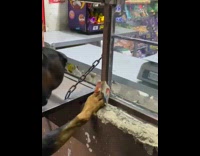 Black dog holds money buy on store