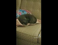 Black cat sleeping on bra on couch