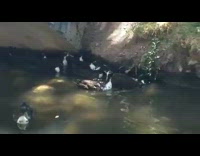 Ducks in water chase laser pointer