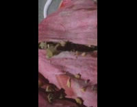 Kitten inside ripped bed foam scattered around