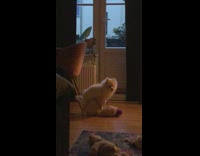 Small white dog stands on doll toy