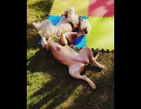 Two dogs roll around sunbathe puzzle mat backyard