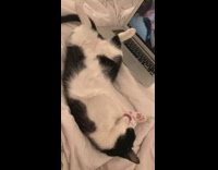 Cat laying down by laptop grooms paw 