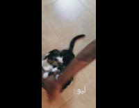 Guy spins kitten holding onto toy around