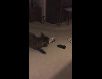 small dog spinning with toy in mouth