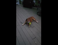 Tired dog likes to play more fetch