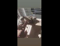 Grey pet mouse squeaks cage finger 