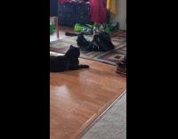 Cat sneak behind bag then jump pounce