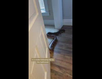Snake following woman through house into bathroom 