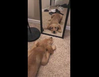 golden retriever puppy dog barks at mirror