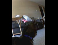 Cat Runs Around then Looks at Camera