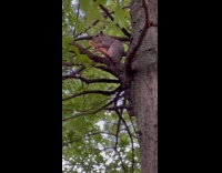 Squirrel on top of tree eating pizza part 1
