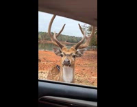 Man booping deers nose 