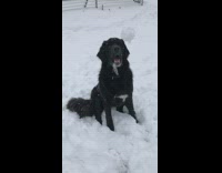 Fluffy black dog catches and eats snowball in its mouth