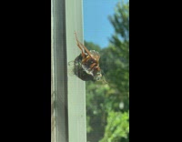 Hornet eat another bug on glass window