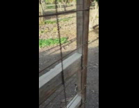 Collab BitchMP - Sheep angry at man stomps their feet 