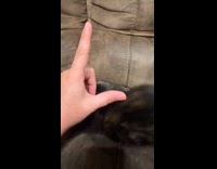 Kitten on sofa react crazy to hand