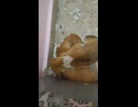 Dog asleep snores while cuddled with puppies