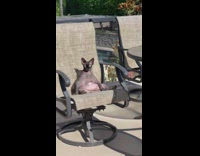 Cat sitting like human sunbathing on patio chair