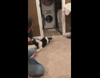 Black white dog demonstrating showing man owner all its tricks