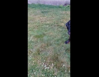 Dog catches water from hose at backyard