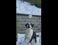 Dog jumps and eats snowball