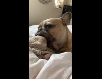 Brown french bulldog dog sucks toy bed