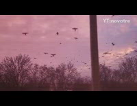 Guy sees birds fly same way window 