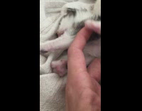 Kitten laying on bed stretches licks finger 