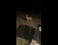 Woman fails to scare deer off 
