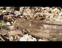 Guy grey shoe steps on mushrooms wood 