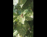 Hornet hoverfly on leaf wipe its legs