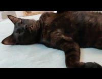 Black cat being lazy on bed