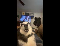 Guy play with husky dog bite hand