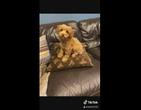 Dad breaks rules for rosie dog imessage 