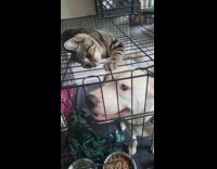 Cat petting dog through crate gaps