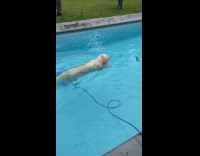 Dog swim in pool then rub grass