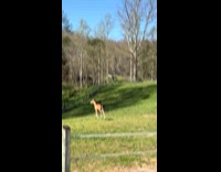 Foal happily skipping around farm