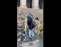 Collab WINY - Person feeding pigeons and being flocked 