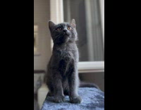 Grey kitten sit meow and background music