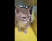 Cats Turn Away as Lady Talks to Them